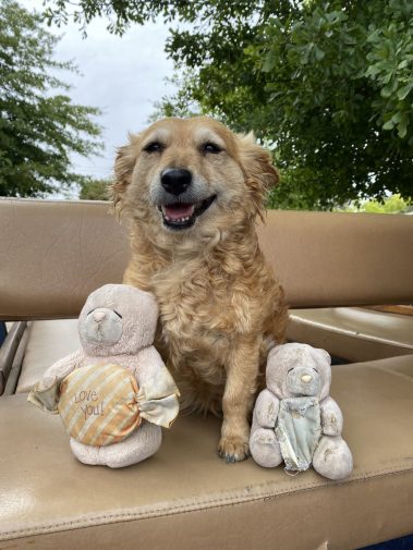 Gina being a cutie on a carriage trail