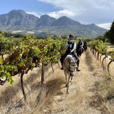 horse (21) horse (21)