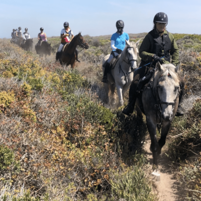 horse (31) horse (31)