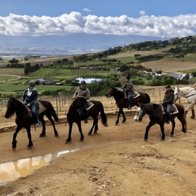 horse (32) horse (32)